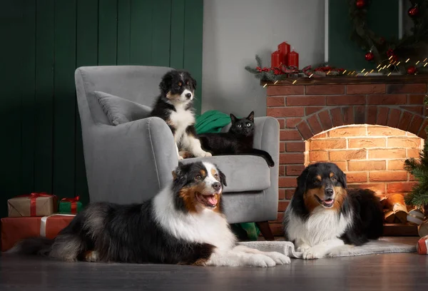 Family of dogs by the fireplace. Australian Shepherd Dogs, Puppy And Cat In Christmas Decorations