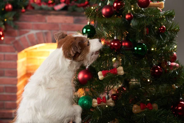 Jack Russell Terrier reniflant un jouet près du sapin de Noël. Partie avec un animal de compagnie — Photo
