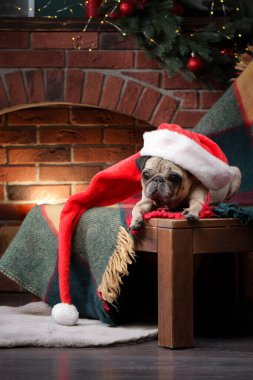 Noel köpeği. Yeni yılda şöminenin yanındaki pug. Tatil hayvanı.