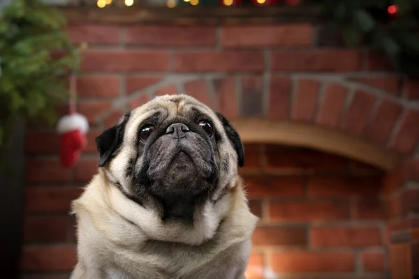 Perro de Navidad. Pug junto a la chimenea en el interior del año nuevo. Mascota vacaciones —  Fotos de Stock