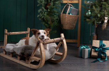 Noel köpeği seni. Jack Russell şenlikli bir evde. Evcil bir hayvanla tatil