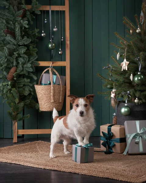 Vánoční pes. Jack Russell ve slavnostním interiéru. dovolená s domácím mazlíčkem — Stock fotografie