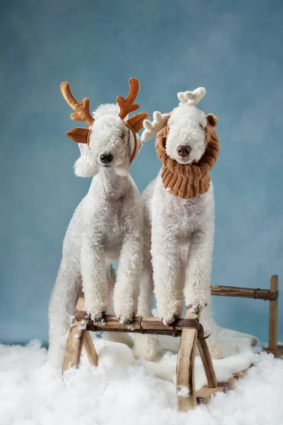 Dwa psy na saniach na niebieskim tle. Boże Narodzenie bedlingtons z poroża jelenia — Zdjęcie stockowe