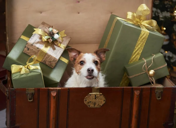 Perro de Navidad. jack russell en un interior de casa festivo. vacaciones con una mascota —  Fotos de Stock