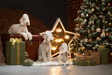 Yeni yıl ağacının yanında üç köpek. Komik noel yatakları