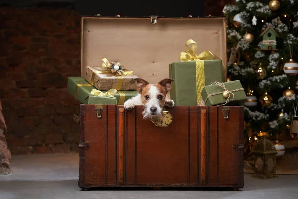 Chien de Noël. jack russell dans un intérieur de maison festive. vacances avec un animal de compagnie — Photo