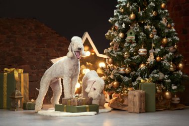 Yeni yıl ağacının yanında bir karyola köpeği. Şenlikli bir evcil hayvan.. 