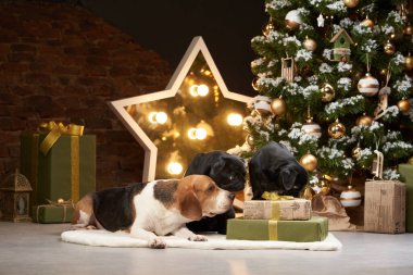 Yeni yıl ağacının yanında bir av köpeği ve iki köpek. Noel süslemelerinde evcil hayvanlar. 