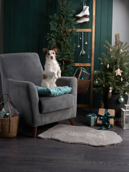 Noel köpeği seni. Jack Russell şenlikli bir evde. Evcil bir hayvanla tatil