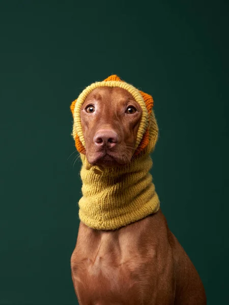 Boldog kutya vicces sárga sapkában. Magyar vizsla zöld háttérrel — Stock Fotó