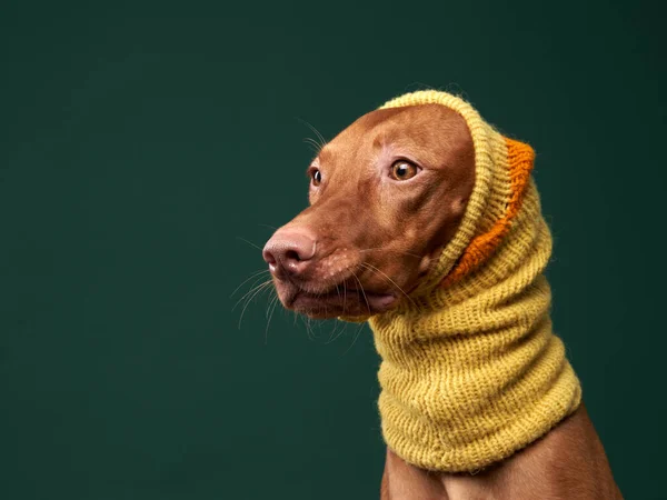 Glad hund i en rolig gul mössa. Ungerska vizsla på en grön bakgrund — Stockfoto