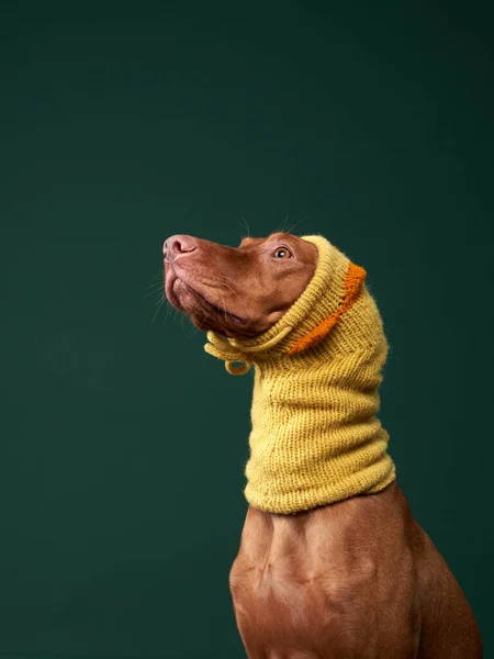Glad hund i en rolig gul mössa. Ungerska vizsla på en grön bakgrund — Stockfoto