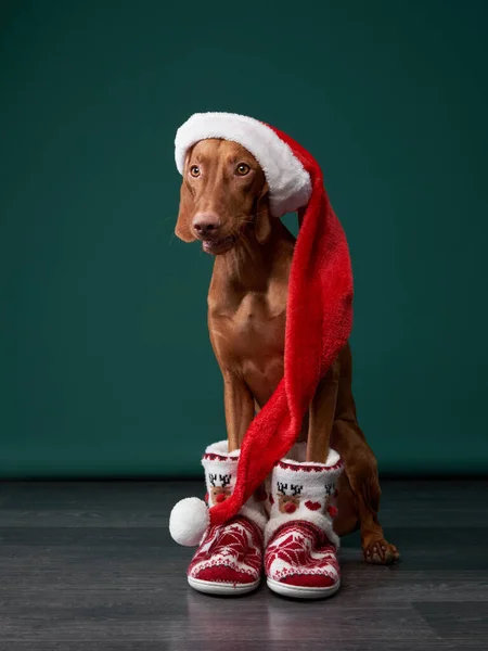 Lustiger Hund im Hut des Weihnachtsmannes. Ungarisch vizsla auf grünem Hintergrund — Stockfoto