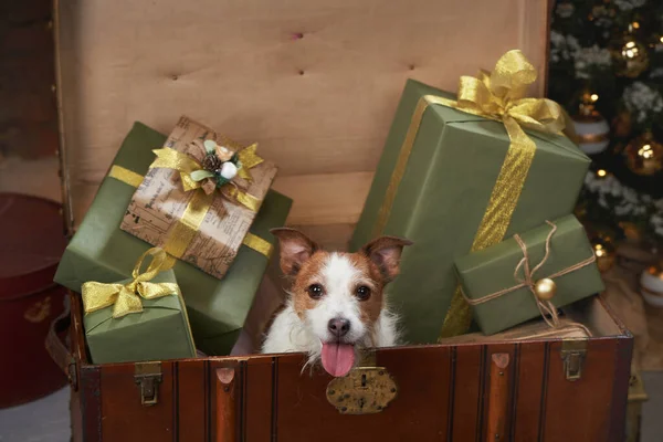 Kersthond. Jack Russell in een feestelijk interieur. vakantie met een huisdier — Stockfoto