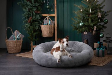 Noel köpeği seni. Jack Russell şenlikli bir evde. Evcil bir hayvanla tatil