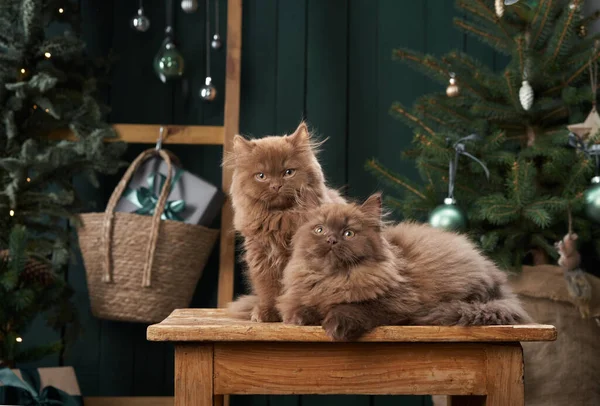 Chocolate British kittens in the interior. Christmas cats on the background of the New Year tree — Stockfoto