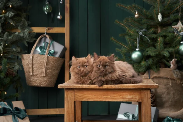 Čokoládová britská koťátka v interiéru. Vánoční kočky na pozadí novoroční stromeček — Stock fotografie