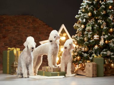 Yeni yıl ağacının yanında üç köpek. Komik noel yatakları