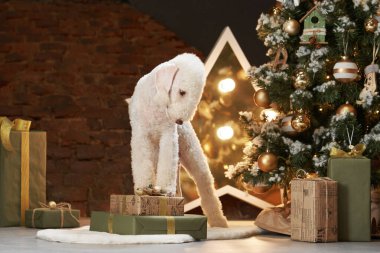 Yeni yıl ağacının yanındaki köpek. Komik noel yatakları