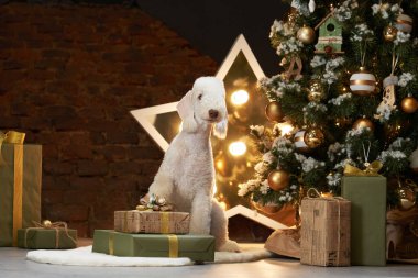 Yeni yıl ağacının yanındaki köpek. Komik noel yatakları