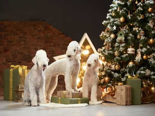 Yeni yıl ağacının yanında üç köpek. Komik noel yatakları