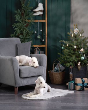 Yeni yıl ağacının yanında iki köpek. Komik noel yatakları