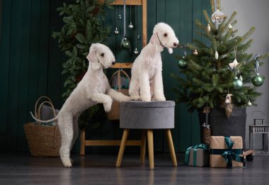 Yeni yıl ağacının yanında iki köpek. Komik noel yatakları