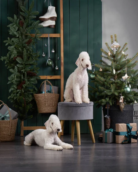 Dva psi u novoroční stromku. legrační vánoční lůžkoviny — Stock fotografie