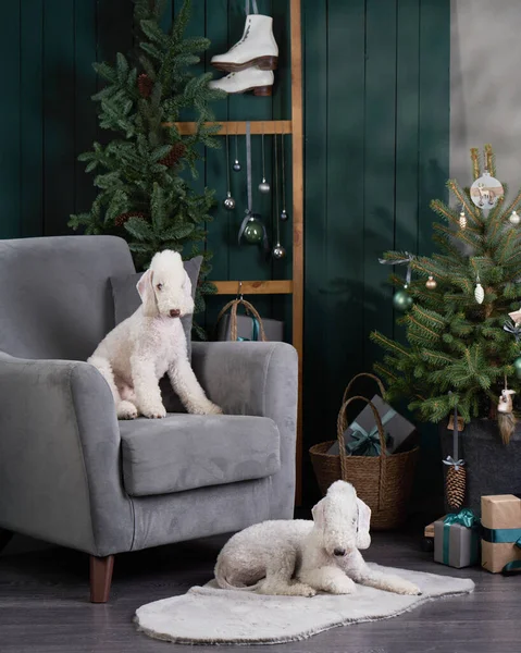 Yeni yıl ağacının yanında iki köpek. Komik noel yatakları