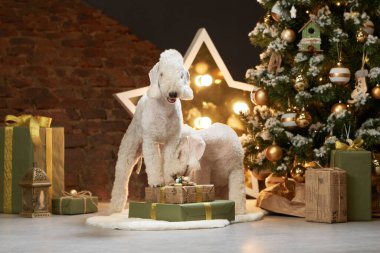 Yeni yıl ağacının yanında üç köpek. Komik noel yatakları