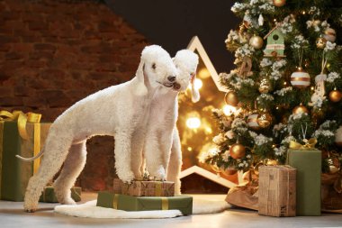 Yeni yıl ağacının yanında üç köpek. Komik noel yatakları