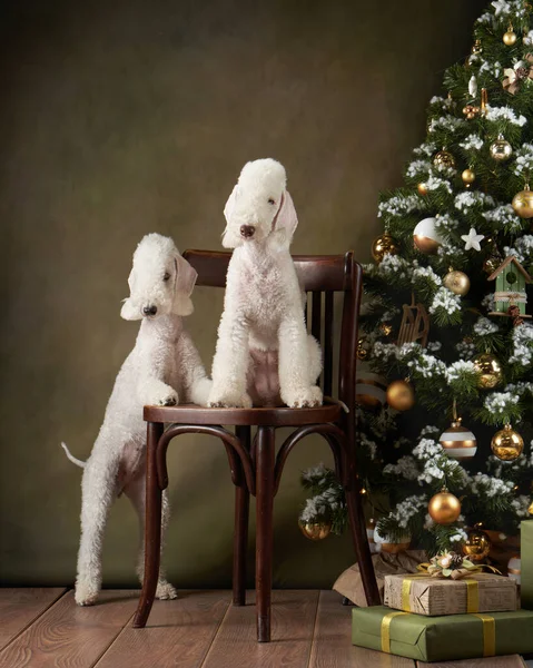 Три собаки у новогодней елки. смешные постельные принадлежности — стоковое фото