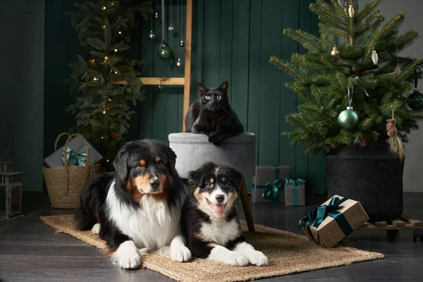 Hundfamilj vid julgranen. Australiska Shepherd, Valp och svart Katt På semester Dekorationer — Stockfoto