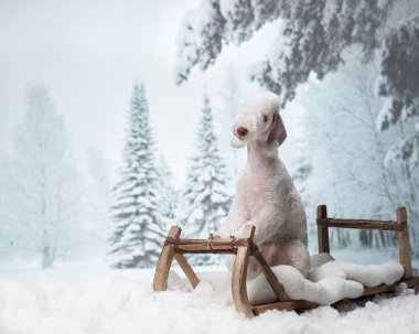 Kar üstünde kızak süren bir köpek. Noel yatakları 