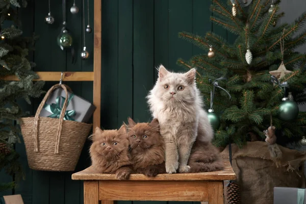 Britská koťata v interiéru. Vánoční kočky na pozadí novoroční stromeček — Stock fotografie