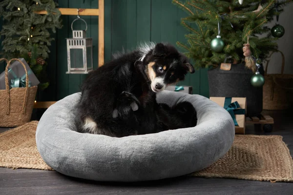 Štěně a černá kočka u vánočního stromečku. Australský ovčák, domácí zvířata Na dovolené dekorace — Stock fotografie