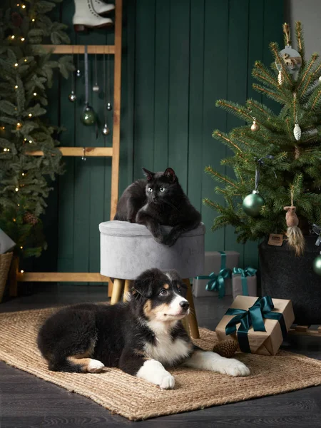 Puppy and black cat by Christmas tree. Australian Shepherd, pets In holiday Decorations — Foto Stock