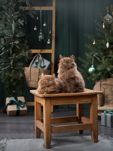 Brytyjskie kociaki we wnętrzu. Boże Narodzenie koty na tle nowego roku drzewa — Zdjęcie stockowe
