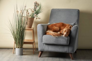 Sandalyedeki köpek. Nova Scotia Ördek Avcısı stüdyoda.. 