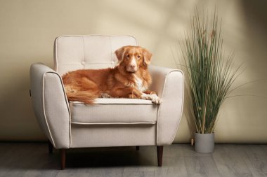 Sandalyedeki köpek. Nova Scotia Ördek Avcısı stüdyoda.. 