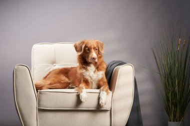 Sandalyedeki köpek. Nova Scotia Ördek Avcısı stüdyoda.. 