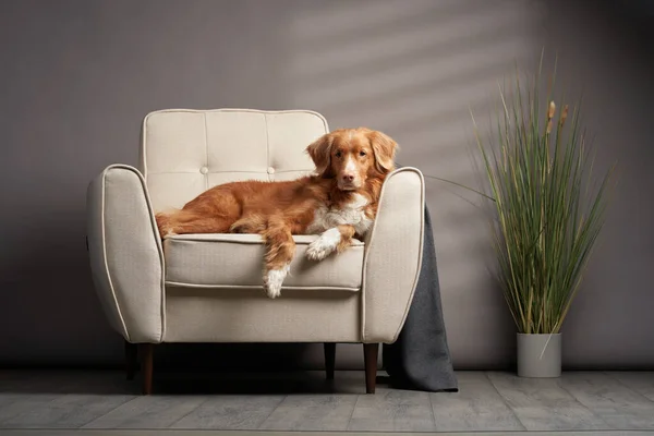 Dog on a chair. nova Scotia duck tolling retriever in the studio. — Stock Photo, Image