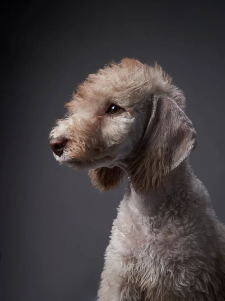White Bedlington. retrato de cerca de un perro. Encantadora mascota —  Fotos de Stock