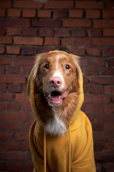 Funny dog in a hood on a brick wall. Pet in a yellow sweatshirt. Nova Scotia duck retriever in loft interior — Stock Photo, Image