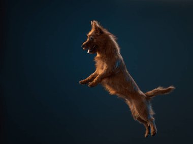 Komik aktif köpek atlayışı. Renk arkaplanındaki mutlu kaniş