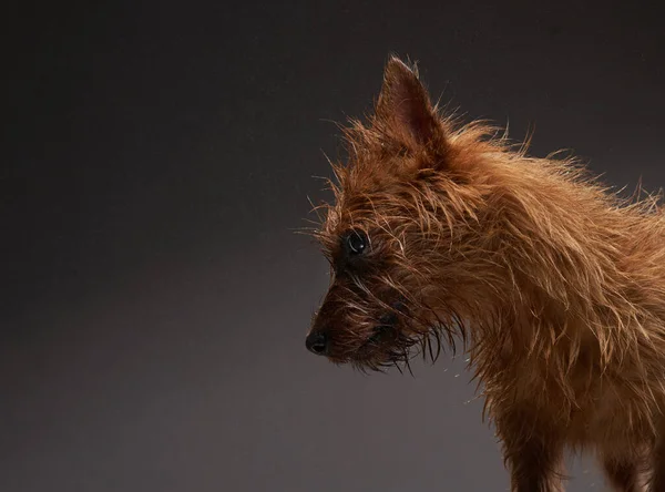 Lustiger Hund. Maulkorb für australische Terrier — Stockfoto