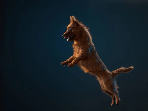 Забавный активный собачий прыжок. счастливый пудель на цветном фоне — стоковое фото