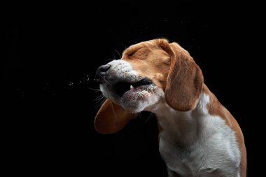 Köpek sallanıyor, püskürtüyor, kanatlanıyor. Islak evcil hayvan. Komik köpek.