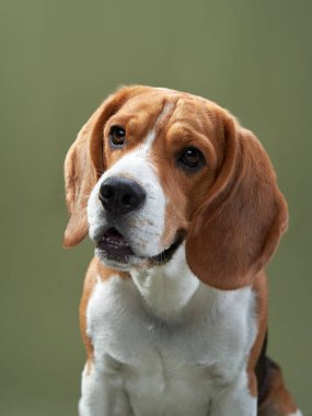 Yeşil arka planda bir portre. Komik Beagle. 