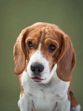 Yeşil arka planda bir portre. Komik Beagle. 